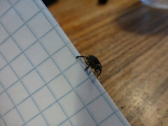 Mononychus punctumalbum