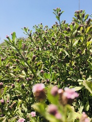 Phyla nodiflora nodiflora