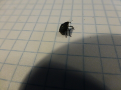 Mononychus punctumalbum