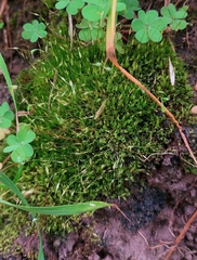 Tetraphis pellucida