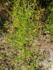 Baccharis angustifolia