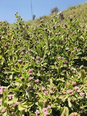 Phyla nodiflora nodiflora