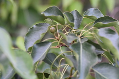 Pyrus betulifolia