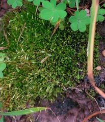 Tetraphis pellucida