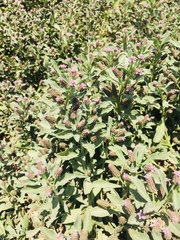 Phyla nodiflora nodiflora