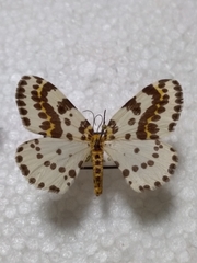 Abraxas grossulariata