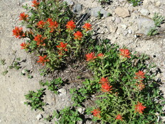 Castilleja applegatei