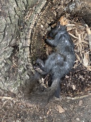 Sciurus carolinensis