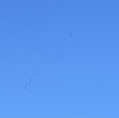 Anser brachyrhynchus