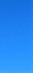 Anser brachyrhynchus
