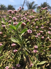 Phyla nodiflora nodiflora