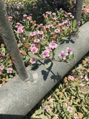 Phyla nodiflora nodiflora