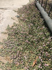 Phyla nodiflora nodiflora