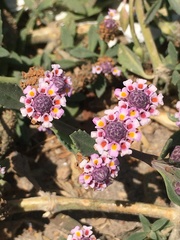 Phyla nodiflora nodiflora