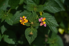Lantana camara