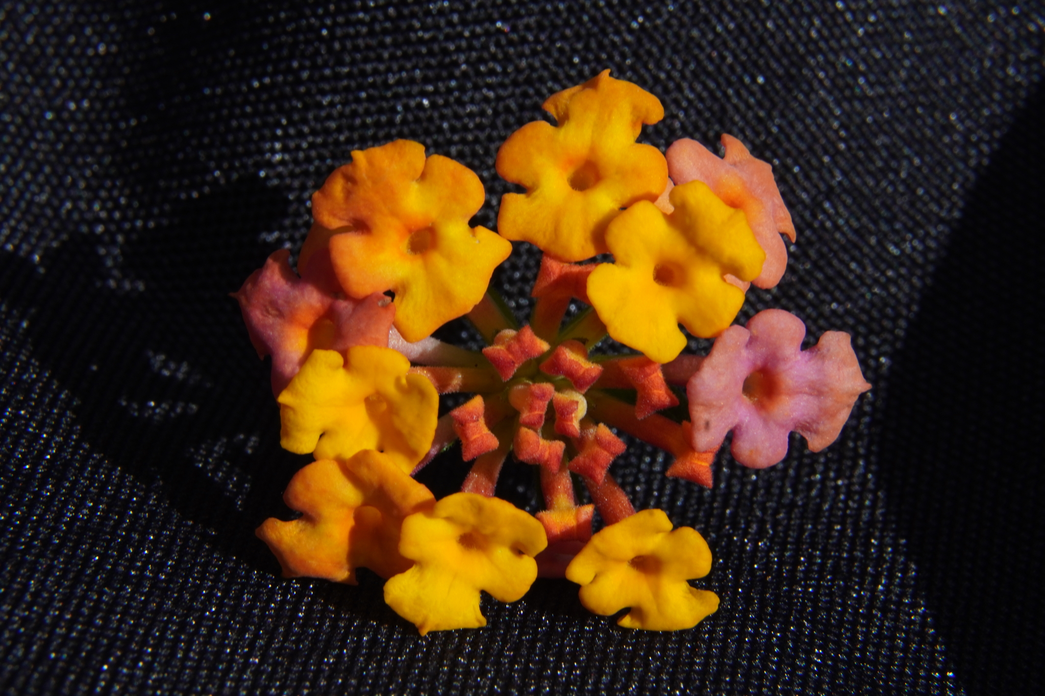Lantana camara image
