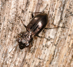 Notiophilus palustris