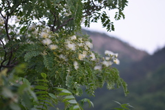 Albizia kalkora