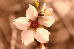 Prunus amygdalus
