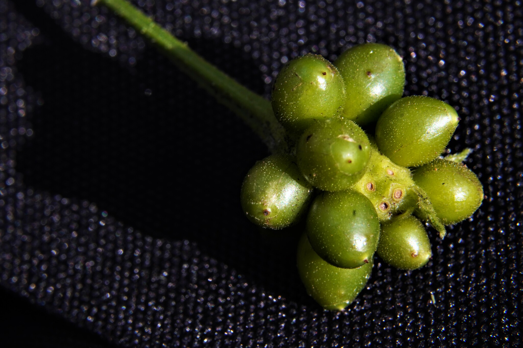 Lantana image