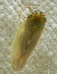 Macrosteles quadrilineatus