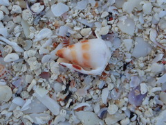 Conus ebraeus