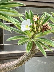 Pachypodium lamerei