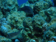 Canthigaster margaritata