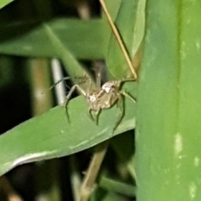 Oxyopes dumonti