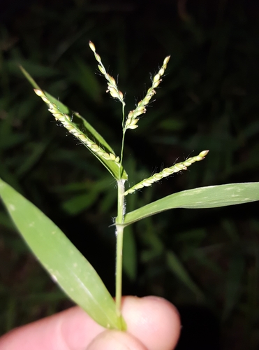 Urochloa reptans image