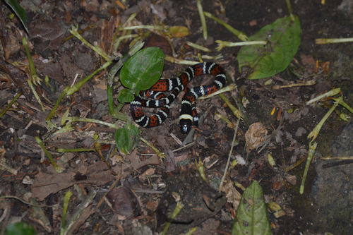 Photo of a Variegated False Coral Snake (Pliocercus elapoides)