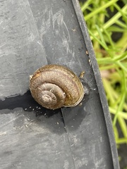 Helminthoglypta coelata