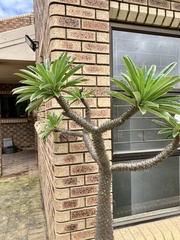 Pachypodium lamerei