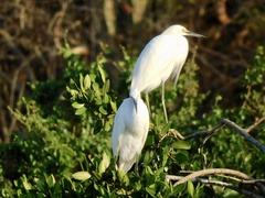 Egretta thula