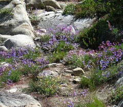 Penstemon heterodoxus