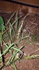 Setaria intermedia