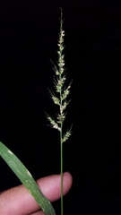 Setaria intermedia