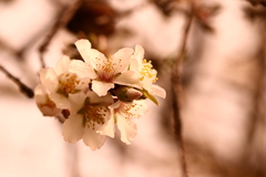 Prunus amygdalus