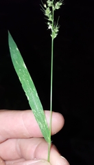 Setaria intermedia