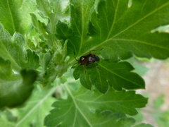 Deraeocoris