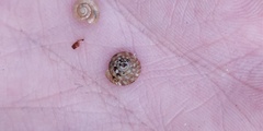 Discus rotundatus