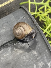 Helminthoglypta coelata