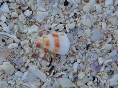 Conus ebraeus