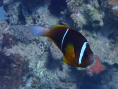 Amphiprion bicinctus