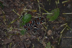 Pliocercus elapoides