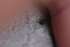 Erythraeoidea