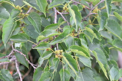 Morus mongolica