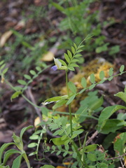 Vicia barbazitae