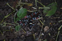 Pliocercus elapoides