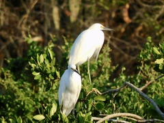 Egretta thula